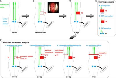 Contralateral Axon Sprouting but Not Ipsilateral Regeneration Is Responsible for Spontaneous Locomotor Recovery Post Spinal Cord Hemisection
